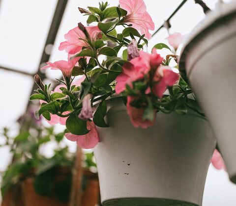 Wachstumswürfel 10 liter