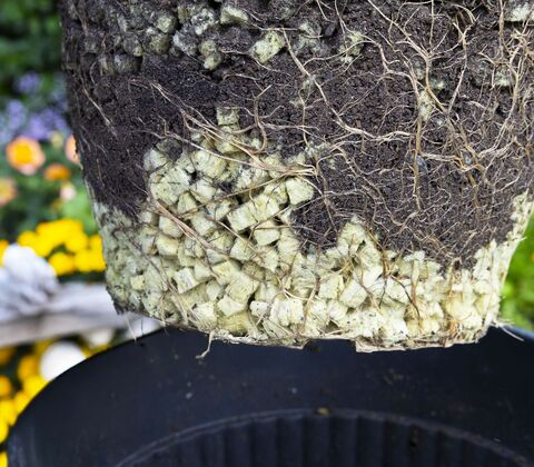 Wachstumswürfel 10 liter