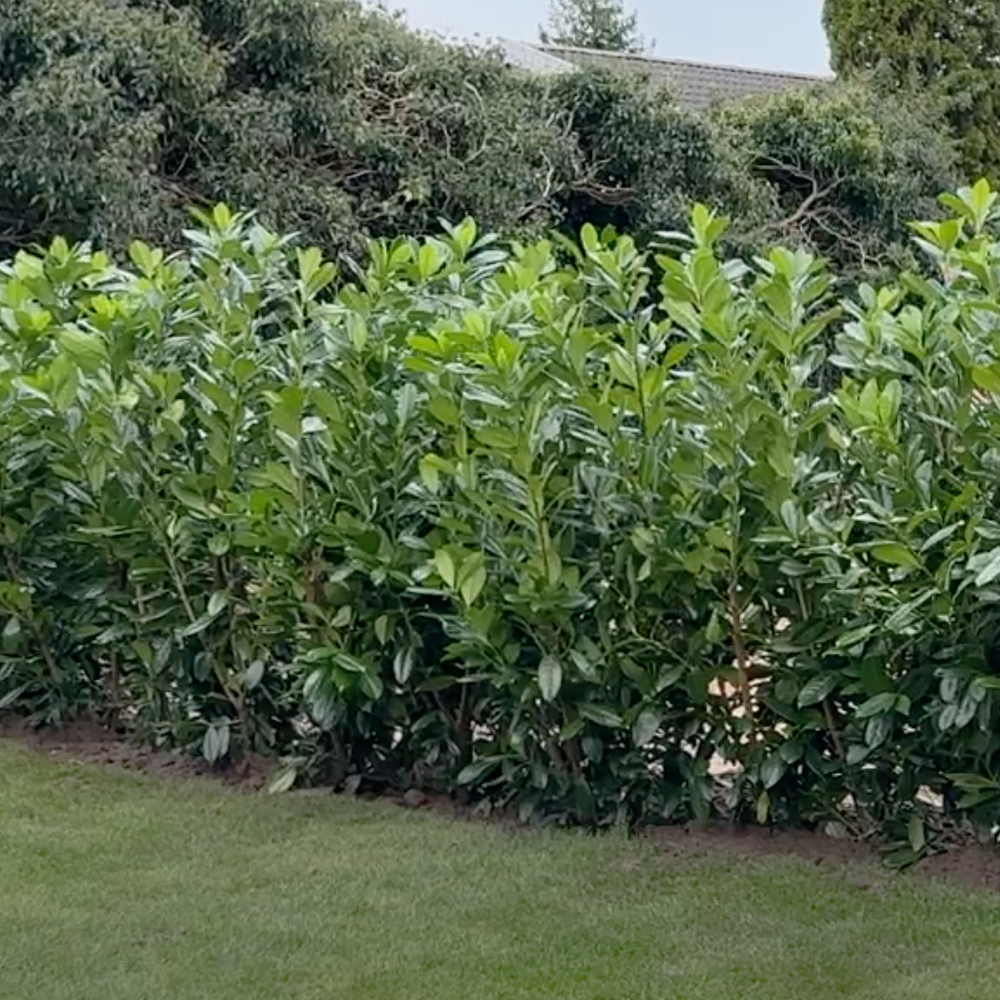 sund vækst ved hækplantning